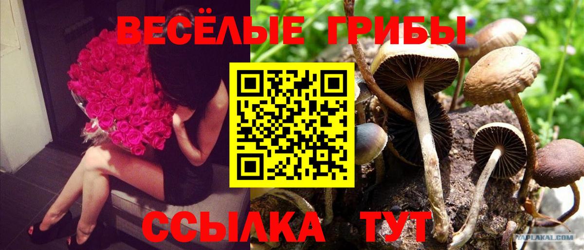 Галлюциногенные грибы ЛСД Салават